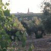 Paisaje de esparrago